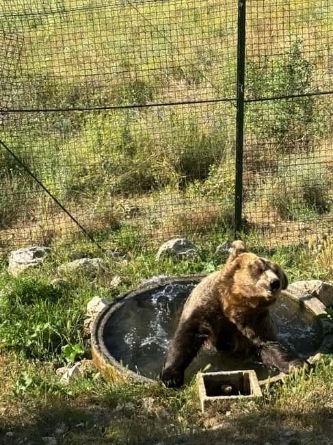 Visit to the bear wildlife area and the medieval tower - Practical Details for the Tour Schedule and Booking