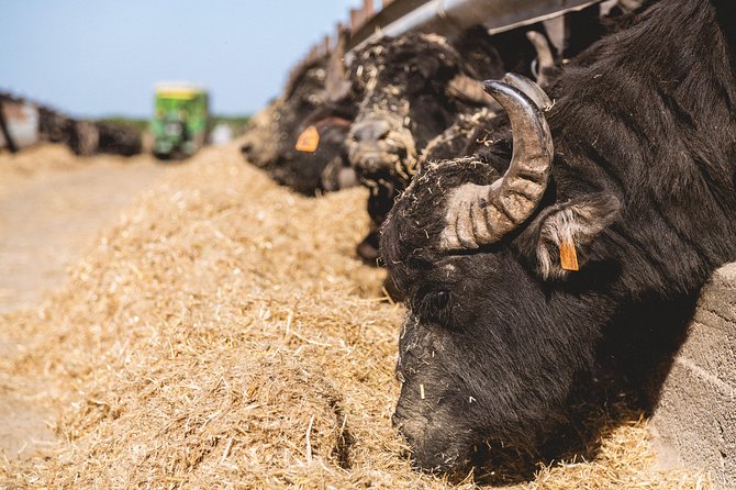 Visit to the Bufale and Dairy farm with cheese tasting - Practical Meeting Points and Tour Logistics in Siena and Grosseto