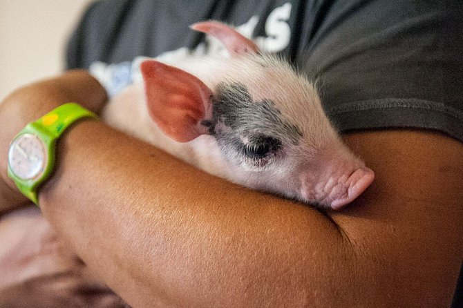 Visit to the Cinta Senese farm in Montepulciano - Key Points