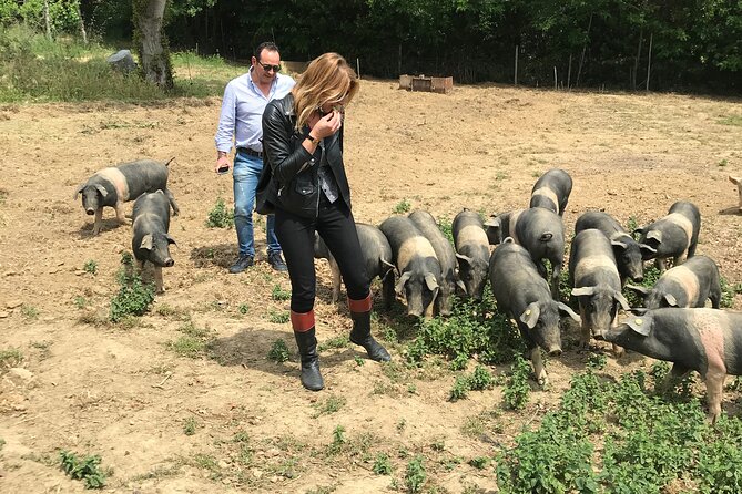 Visit to the Cinta Senese farm in Montepulciano - Visiting the Small Cellar and Tasting Regional Delights