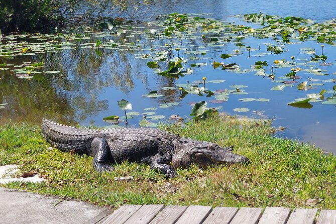 Visit to the Everglades in French - Alligator Lifestyle Presentation by a Keeper