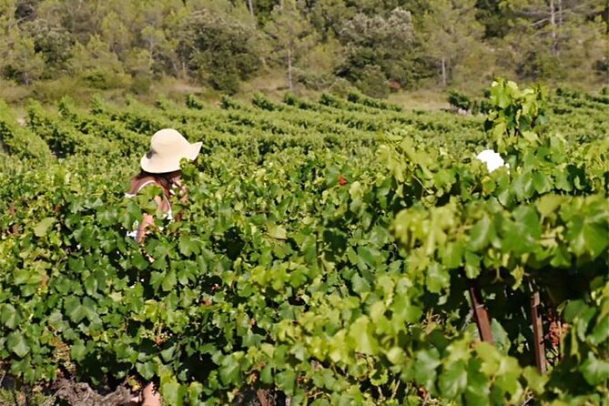 Visit to the Faugères Vineyards with Picnic from Béziers - Practical Details: Booking, Cancellation, and Accessibility