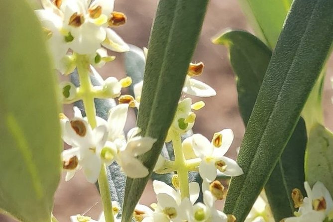 Visit to the oil mill with EVOO experiences in Cuenca - Visiting the Mill and Surrounding Olive Farms