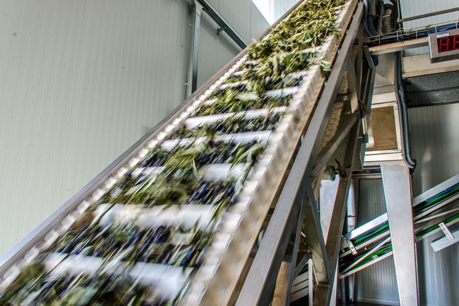 Visit to the oil mill with EVOO experiences in Cuenca - The Process of Making Organic Olive Oil