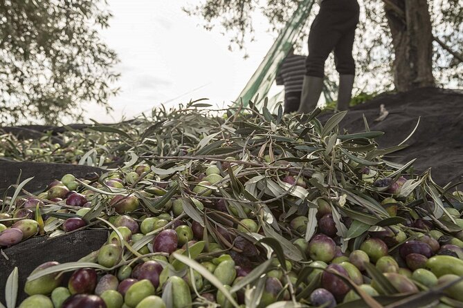 Visit to the olive grove, oil tasting and lunch at the farm - Key Points