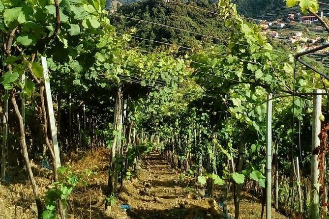 Visiting local Vineyard With Wine Tasting & Lunch included - Northern Coaststop in Seixal and Vineyard Views