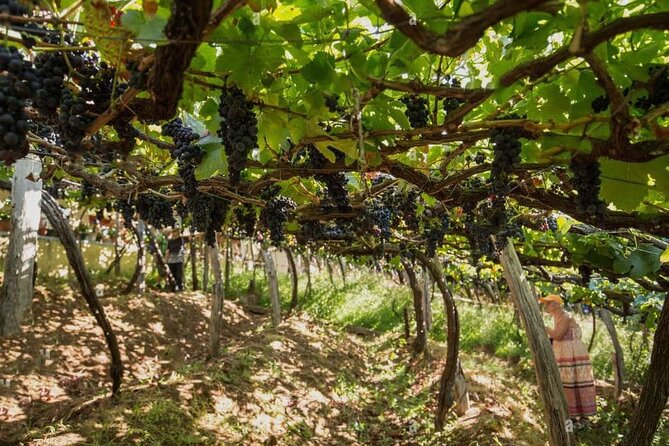 Visiting local Vineyard With Wine Tasting & Lunch included - Visiting the Historic Madeira Fortified Wine Cellar