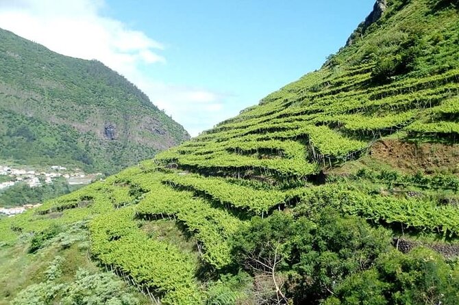 Visiting local Vineyard With Wine Tasting & Lunch included - Why This Madeira Wine Tour Is Worth Considering