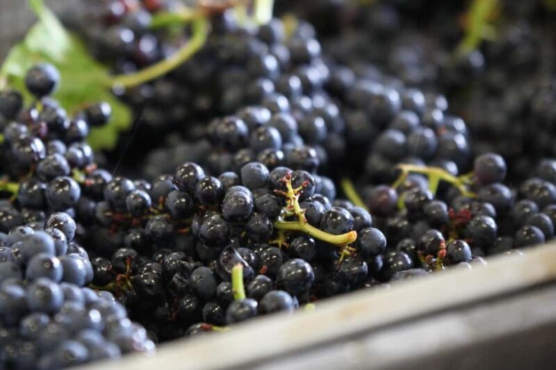 Vitteaut-Alberti: complete tasting of our Crémants de Bourgogne - How This Tour Compares to Similar Experiences