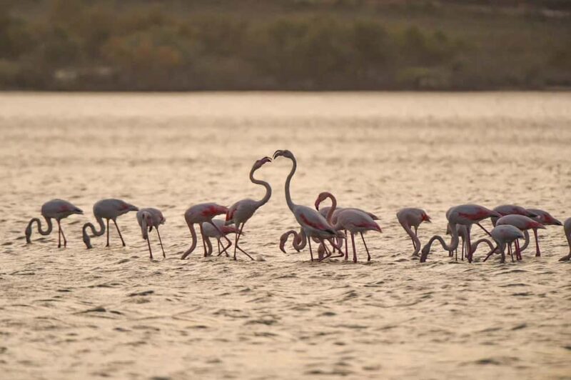 Vlora: Zvernec, Ardenica, Local Winery & Food Experience - Explore Albania’s Historic Sites and Tasty Wines with a Full-Day Tour from Vlora