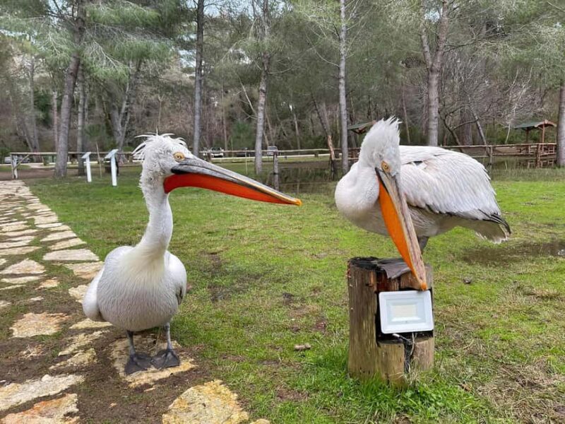 Vlorë:2-Day tour-Apollonia-Berat-Divjake-Belsh with Rafting - Suitability and Physical Requirements