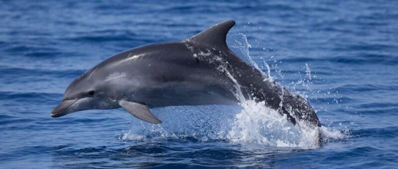 Vodice: Dolphin Watching Boat Tour in ibenik Archipelago - Exciting Dolphin Watching from Vodice in the Croatian Archipelago