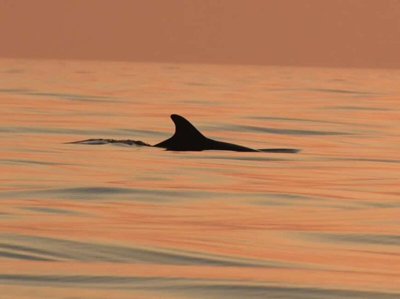 Vodice: Dolphin Watching Boat Tour in ibenik Archipelago - The Exciting Speedboat Journey Through Croatia’s Marine Heartland