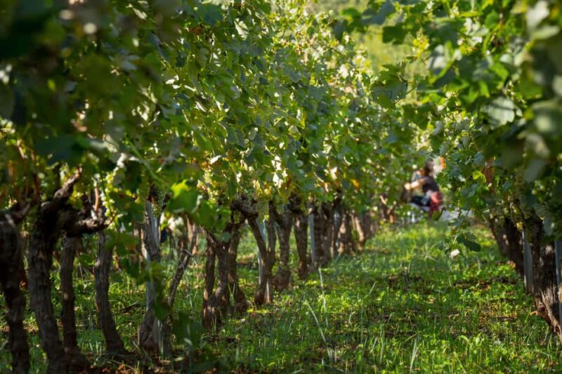 Vodice: Vinarija Birin Winery Tour with Wine Tasting - The Experience of a Family Winery in Dalmatia