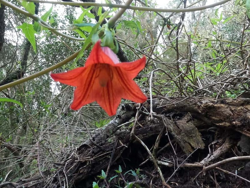 Volcanes, Viñedos y Laurisilva  Santiago del Teide - Visiting Vineyards in Volcanic Soil