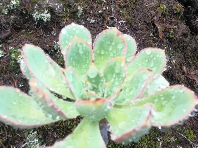 Volcanes, Viñedos y Laurisilva  Santiago del Teide - Climbing to the Cumbres de Bolico for Panoramic Vistas