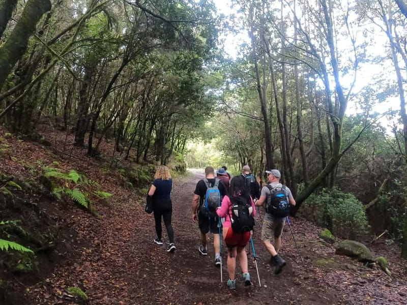 Volcanes, Viñedos y Laurisilva  Santiago del Teide - Exploring the Forest of Enigmas (Bosque de los Enigmas)