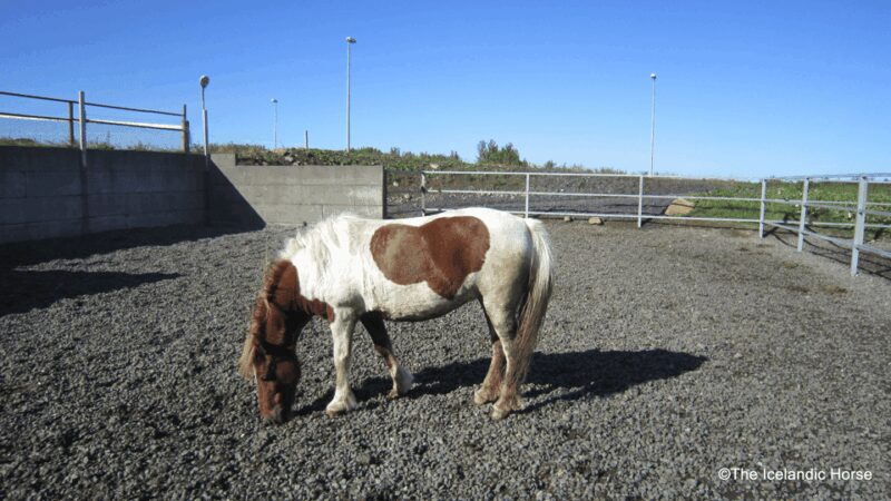 Volcanic Landscape Iceland Horse Riding Tours - Riding Gear and Comfort in Any Weather