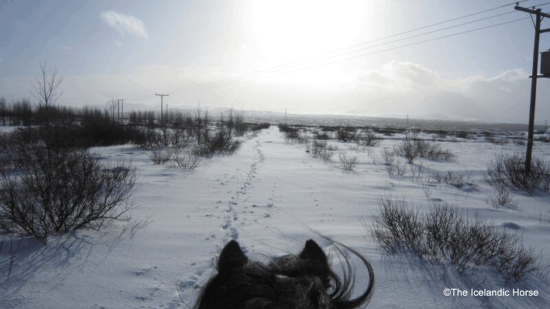 Volcanic Landscape Iceland Horse Riding Tours - The Experience of Tölt and Other Gaits