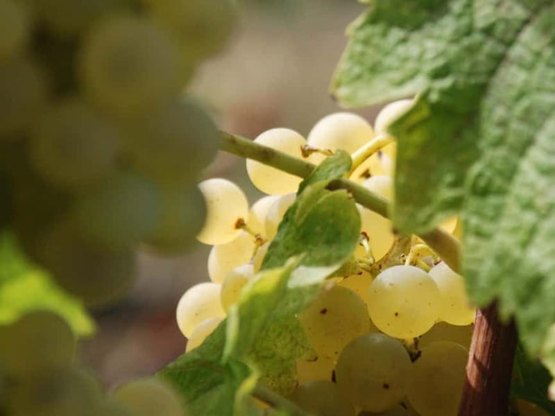 Volterra: Winery Guided Tour and Experience with Tasting - Discover the Charm of Volterras Winery with a Guided Tour and Tasting