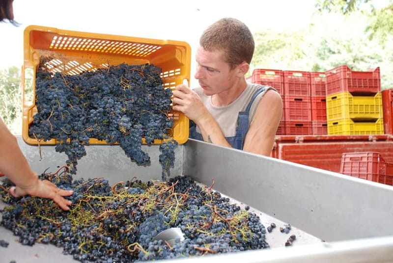 Volterra: Winery Guided Tour and Experience with Tasting - Practical Details: Booking, Accessibility, and Tips