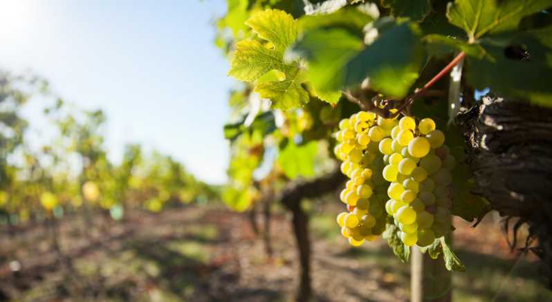 Vouvray wine half-day tour from Tours - Explore Vouvrays Top Wines on a Small Group Tour from Tours