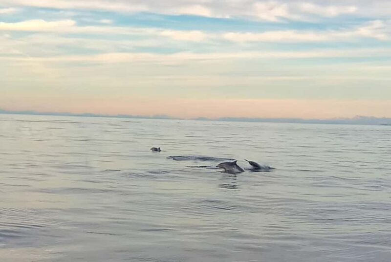 Vrsar: Dolphin Watching Boat Ride - The Experience of Dolphin Spotting with an Expert Captain