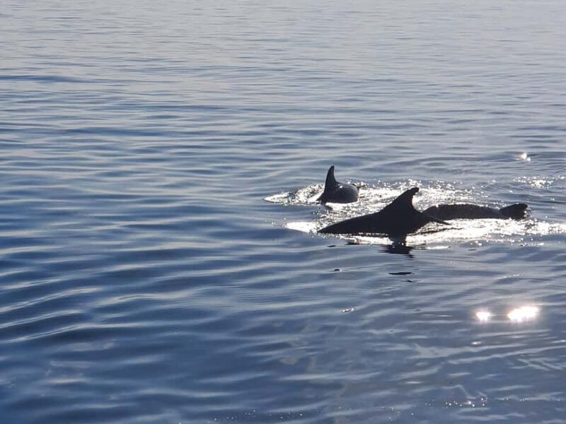 Vrsar: Dolphin Watching Boat Ride - Practical Details: Meeting, Duration, and Flexibility