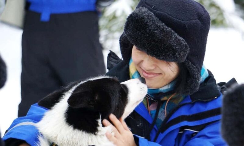 Vuokatti: Husky Sled Ride with Hot Berry Juice & Biscuits - Key Points