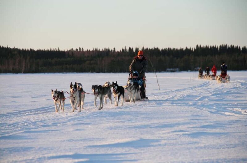 Vuokatti: Husky Sled Ride with Hot Berry Juice & Biscuits - The Excitement of a 3 km Husky Sled Ride in Vuokatti