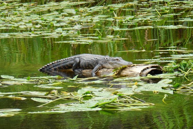 Waccamaw River Nature and Wildlife Tour - Key Points