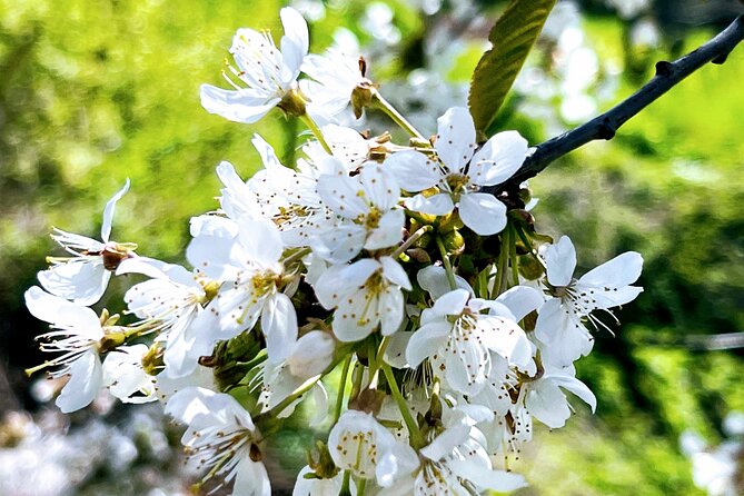 Wachau World Heritage Hike - End-of-Hike at a Traditional Austrian Wine Tavern