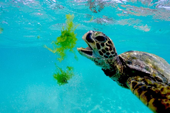 Waikiki Catamaran Adventure: Snorkel with Sea Turtles - Optional Hotel Pickup and Additional Convenience