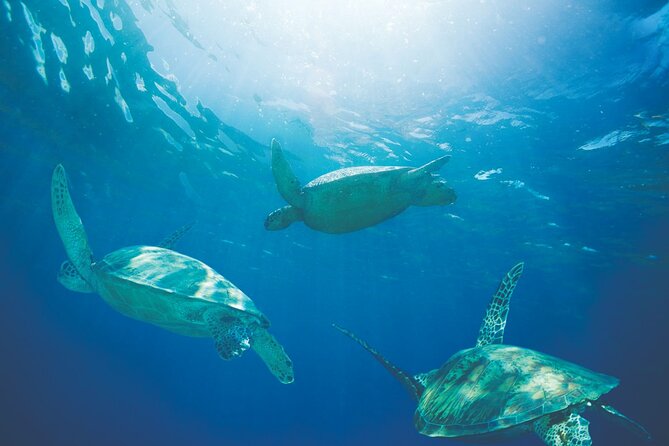 Waikiki Catamaran Adventure: Snorkel with Sea Turtles - Professional Guides and Crew: Making the Experience Special