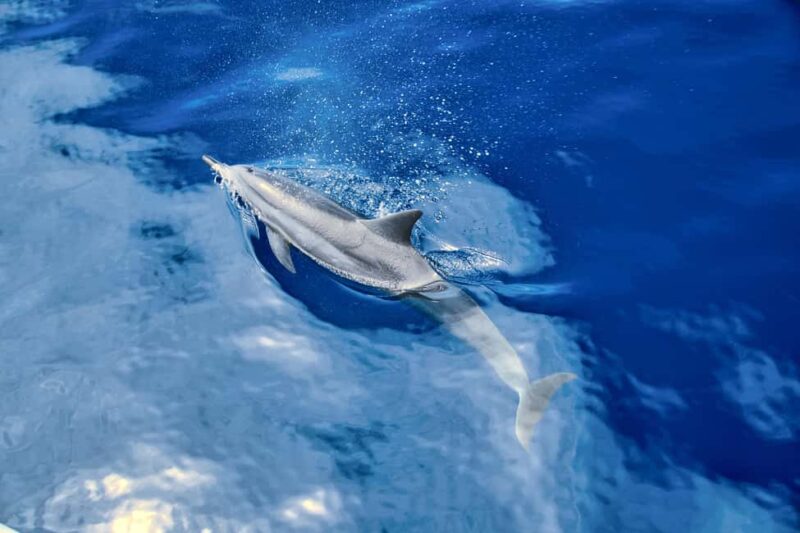 Waikiki Exclusive Snorkel + Lunch - Waikiki Snorkel + Lunch: Final Thoughts