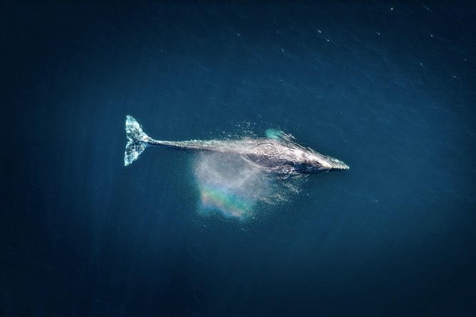 Waikiki, Oahu 2-Hour Whale Watching: Guaranteed Sightings - The crew and guide experience