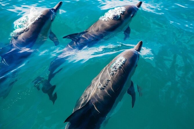 Waikiki Sail and Snorkel Adventure Best of Hawaii 2023 - Meeting Point and Accessibility