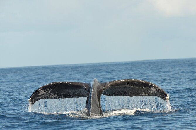 Waikiki Sunset Cruise Catamaran Boat Tour on Oahu - Starting Point at Kewalo Basin Harbor