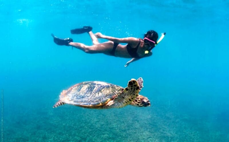 Waikiki: Turtle Snorkeling Cruise with 20ft Jumping Platform - Key Points