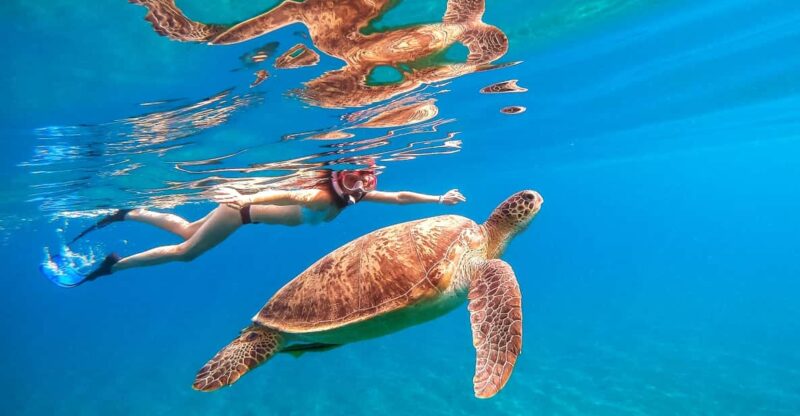 Waikiki: Turtle Snorkeling Cruise with 20ft Jumping Platform - The 20-Foot Jumping Platform: An Extra Thrill