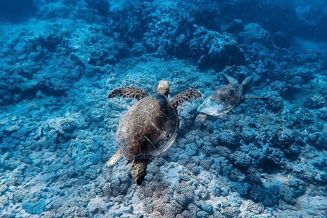 Waikiki Turtle Snorkeling Tour - The Reef Fish and Ocean Environment