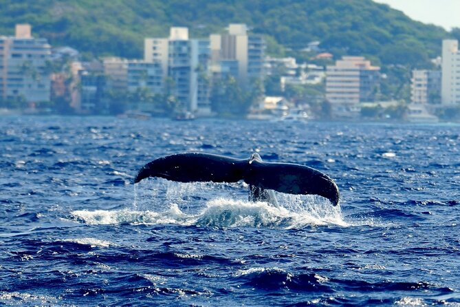 Waikiki Whale Watch & Cultural Stories: Sightings Guaranteed - Discover Waikiki Whale Watch & Cultural Stories: Sightings Guaranteed