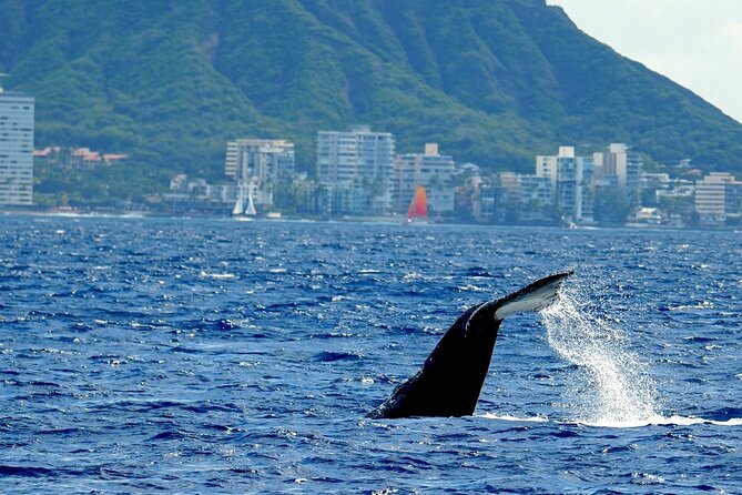 Waikiki Whale Watch & Cultural Stories: Sightings Guaranteed - Cultural Stories and Educational Insights