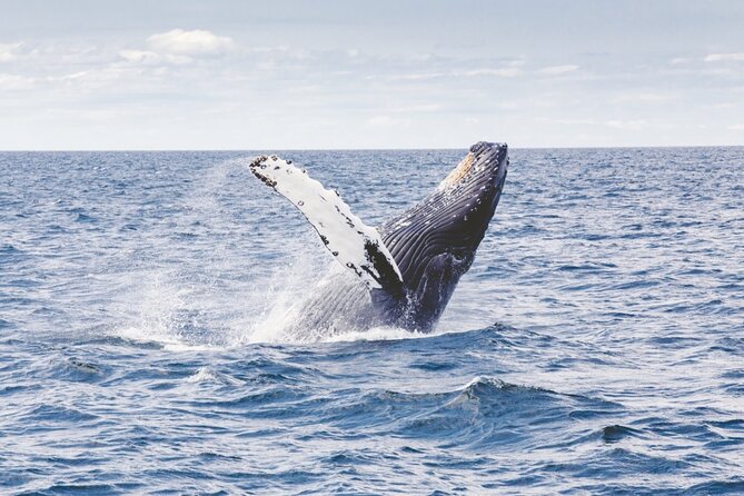 Waikiki Whale Watch & Cultural Stories: Sightings Guaranteed - What’s Included and What’s Not