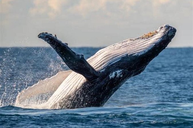Waikiki Whale Watching - Stops at Waikiki and Waikiki Beach