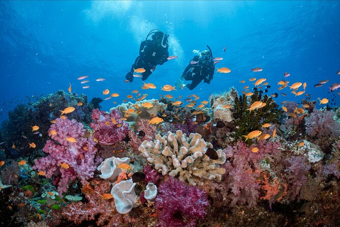 Waikikis Best Wreck And Reef Dive - Reef Dives for Relaxed Underwater Exploration