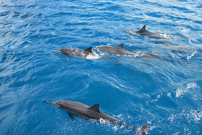 Waikoloa Catamaran Morning Snorkel Inluding Lunch - Waikoloa Catamaran Morning Snorkel Including Lunch: A Relaxed, Wildlife-Focused Cruise