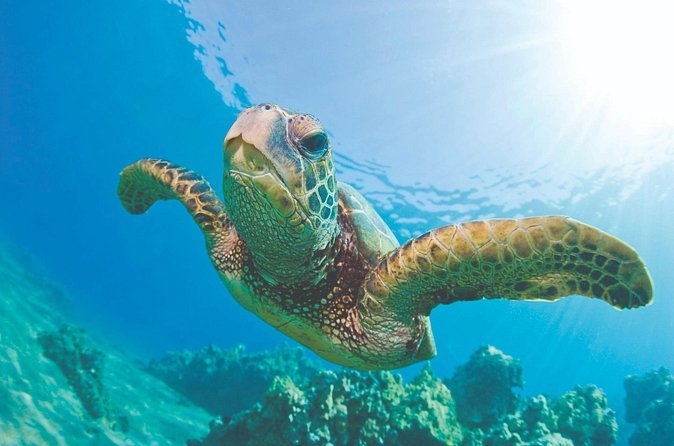 Waikoloa Turtle Catamaran Snorkel Sail - What Sets This Tour Apart from Similar Options