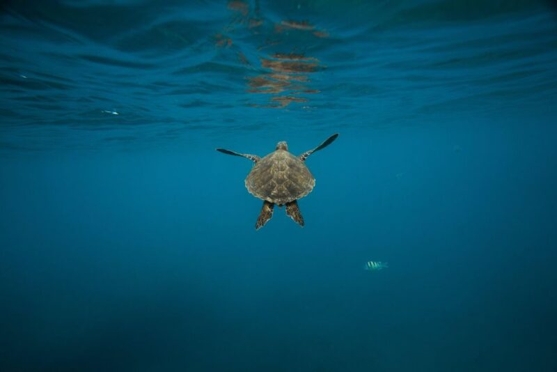 Wailea: Turtle Town Snorkeling Trip with Photo and Video - Key Points