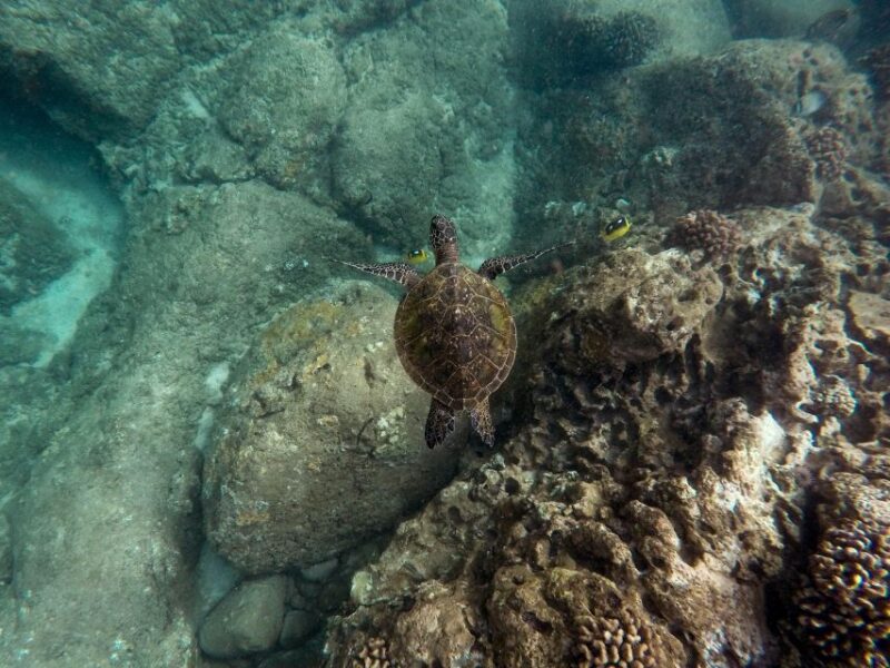 Wailea: Turtle Town Snorkeling Trip with Photo and Video - Why This Tour Offers Good Value